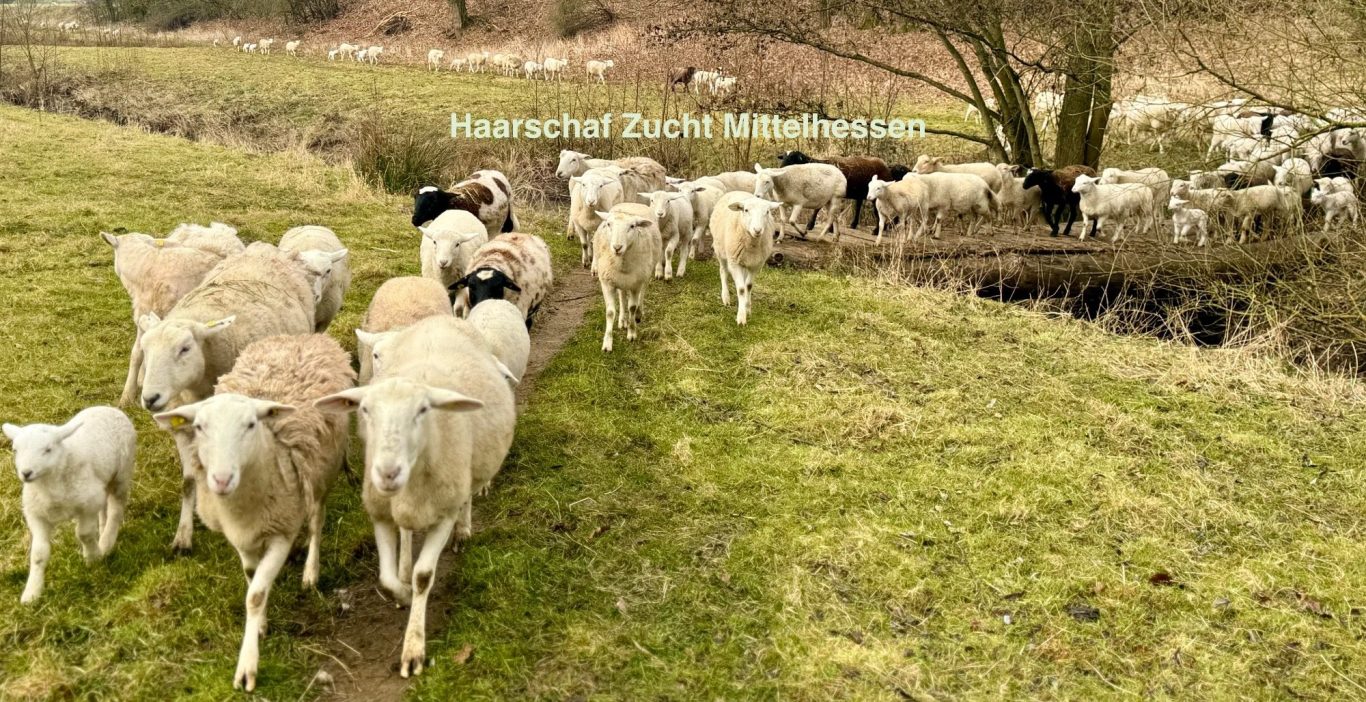 Haarschaf-Herde anno 2024