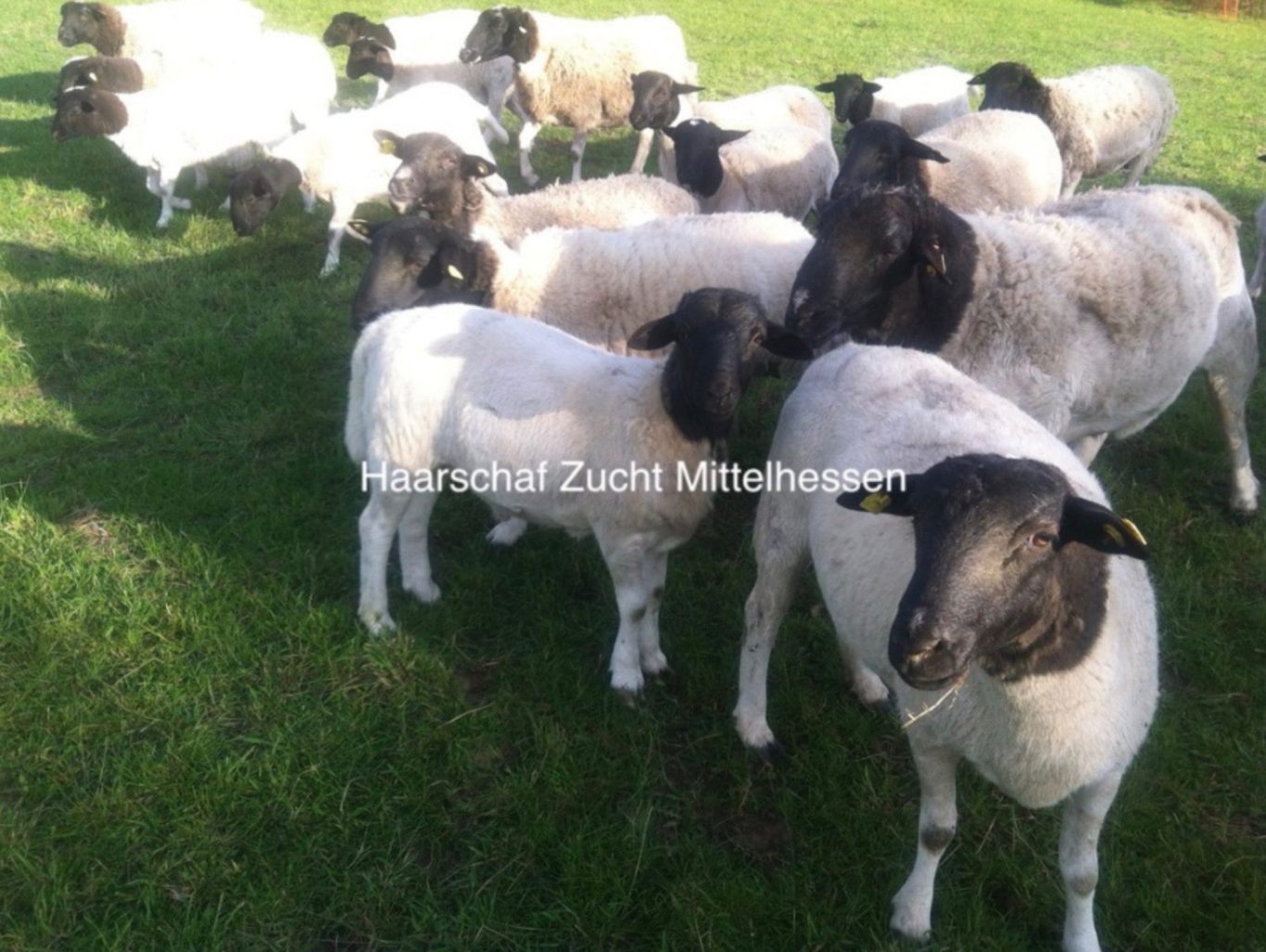 Dorperschafe - Herde anno 2014