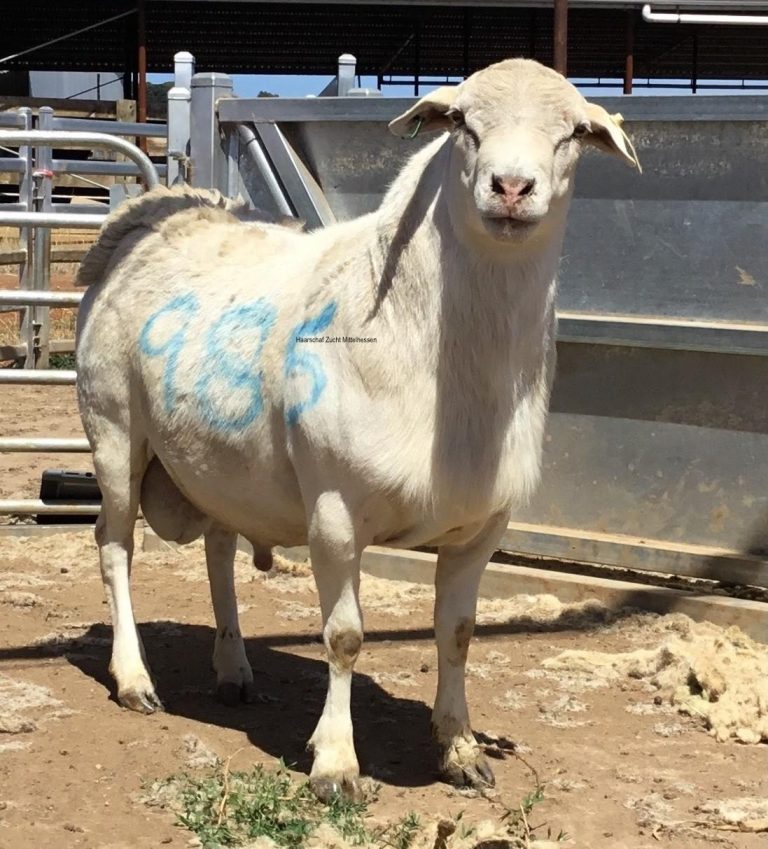 Australian White Pedigree