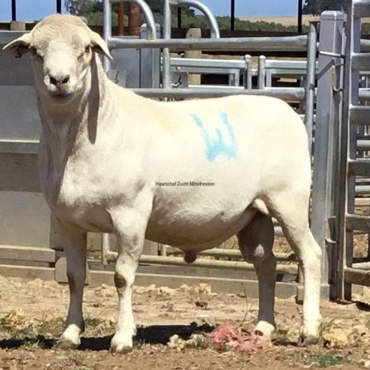 Australian White Bock - Ram