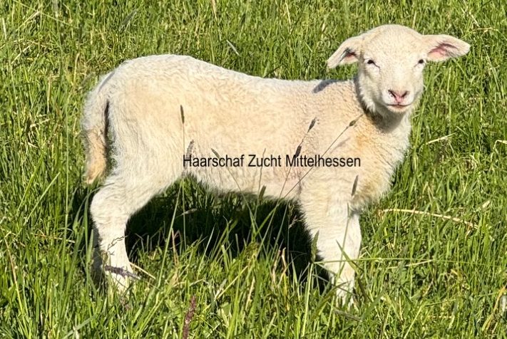 Zuchtbock Exlana