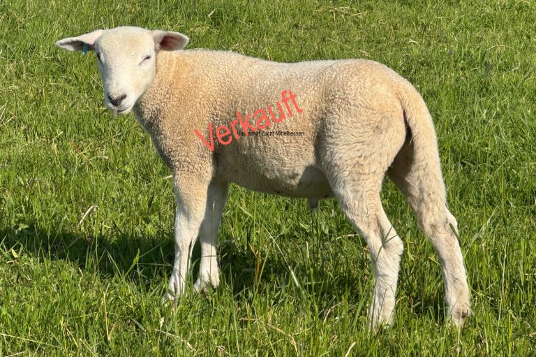 Bock Exlana