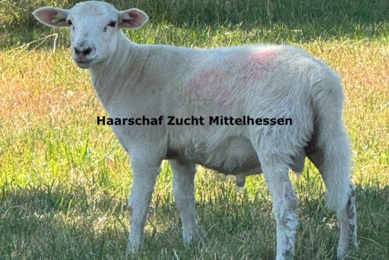 Zuchtbock Exlana