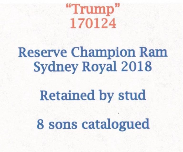 Australischer Schafsbock Australian White Pedigree