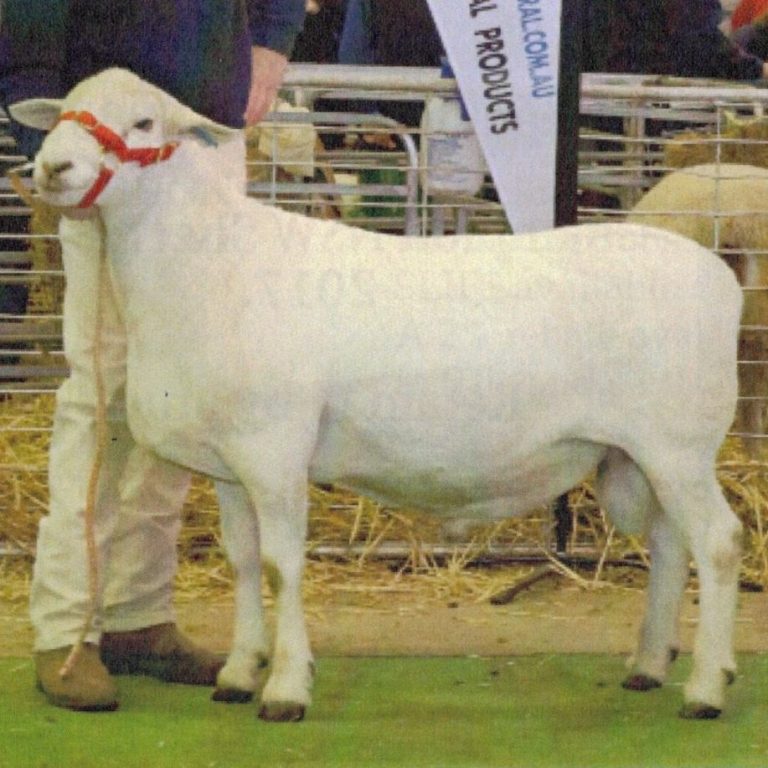 Australian White Bock Australian White Bock - Ram