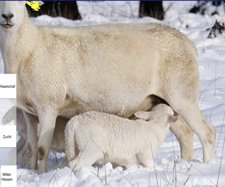 Australian White Aue im Schnee Australian White Mutterschaf