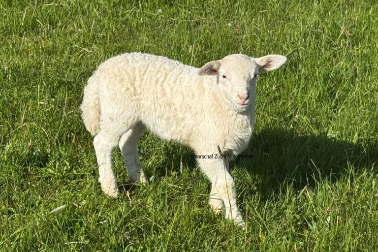 Bock Exlana