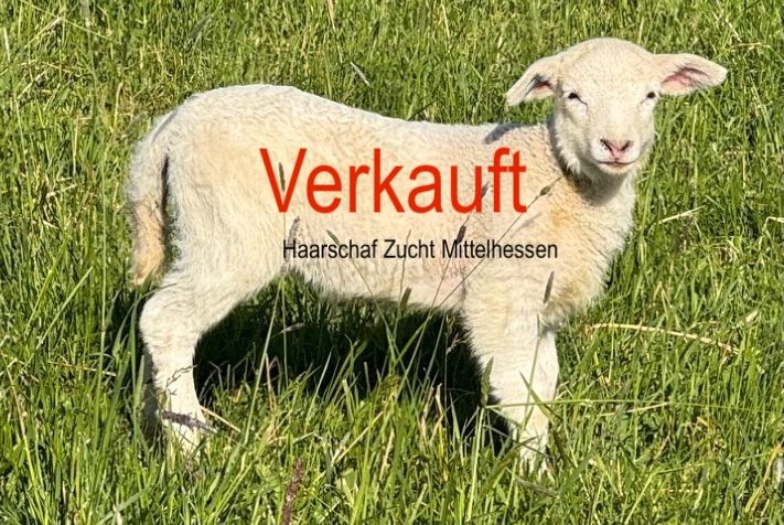 Zuchtbock Exlana Zuchtbock Exlana