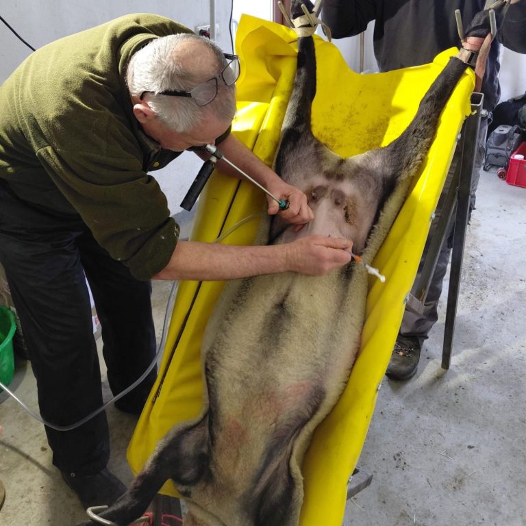 Implantation der Schaf Embryonen Einsetzen der Schafs Embryos