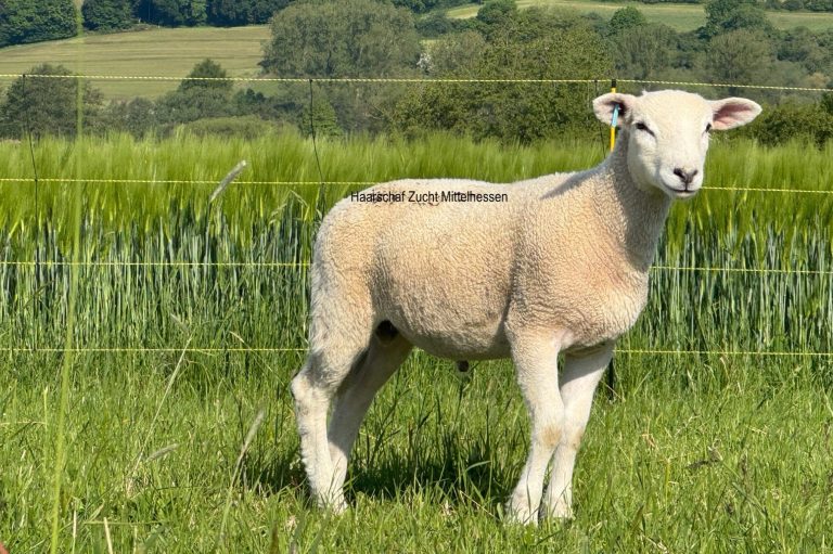 Bock Exlana
