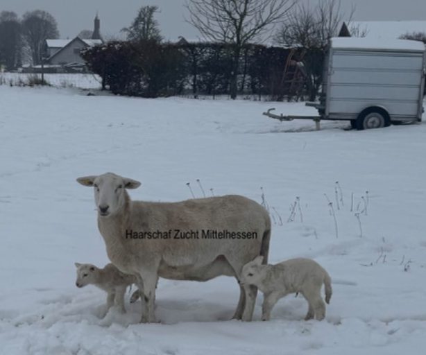 Australian White Mutterschaf