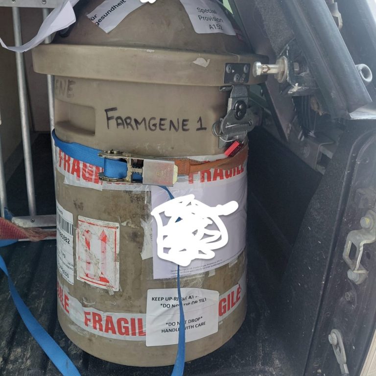 Transport der Schafembryonen Kryotransfer