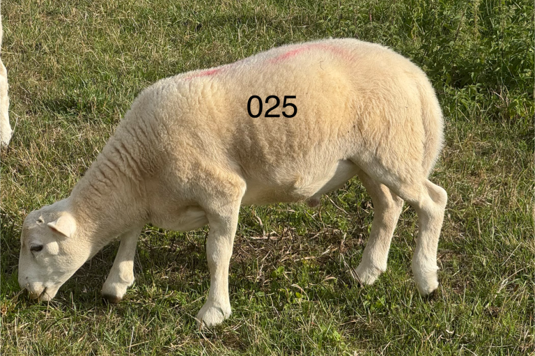 Bock Exlana